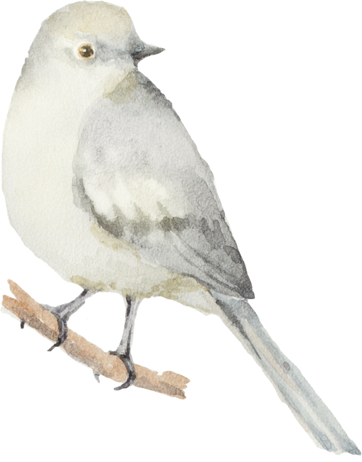 Watercolor illustration of a bird.